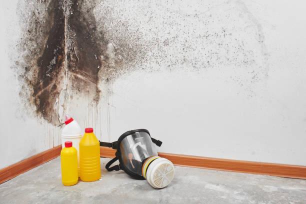 Best Mold Damage Repair  in Kemp, TX