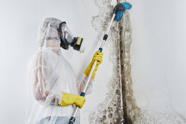 Crawl Space Mold Removal in Kemp, TX