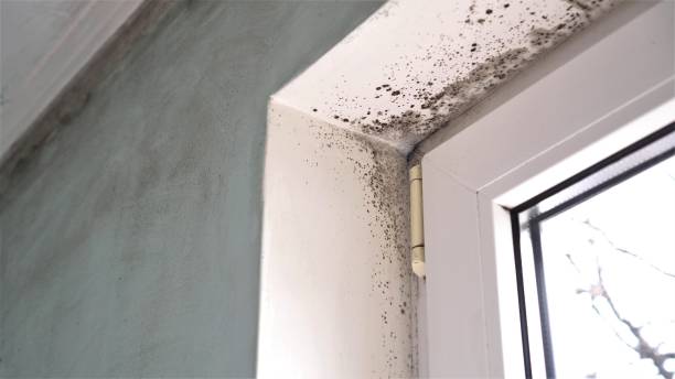 Best Toxic Mold Removal  in Kemp, TX