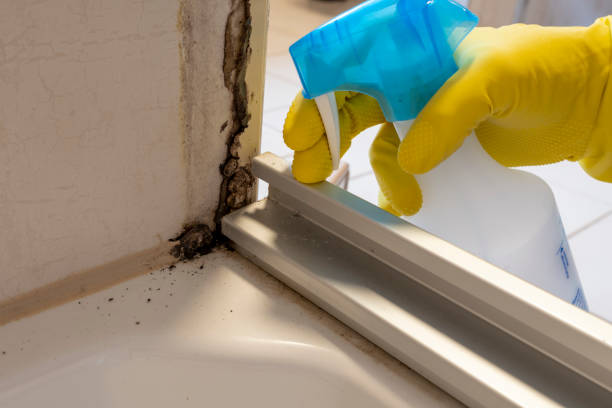 Best Toxic Mold Removal  in Kemp, TX