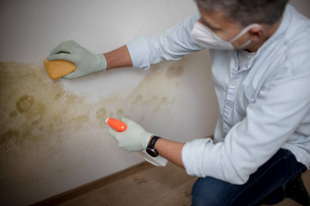 Office Mold Removal Services in Kemp, TX