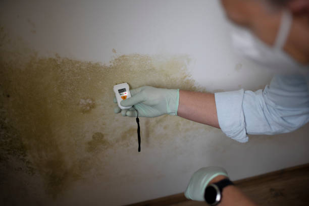 Best Commercial Mold Removal  in Kemp, TX