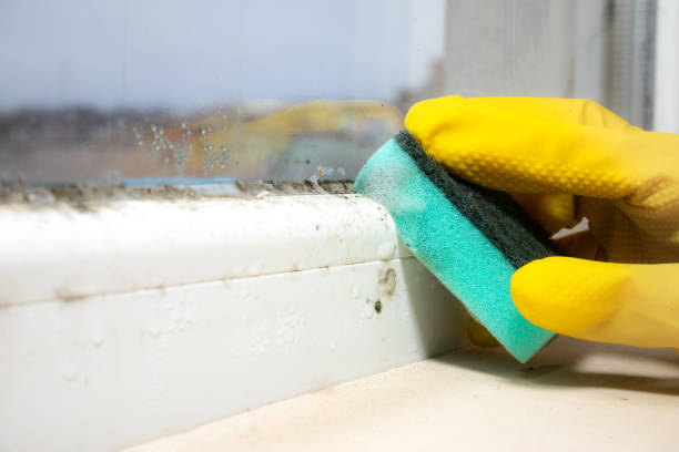 Kemp, TX Mold Removal Company