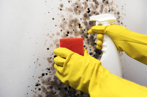 Best Home Mold Removal  in Kemp, TX