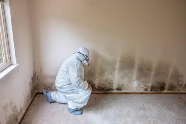 Best Residential Mold Removal  in Kemp, TX