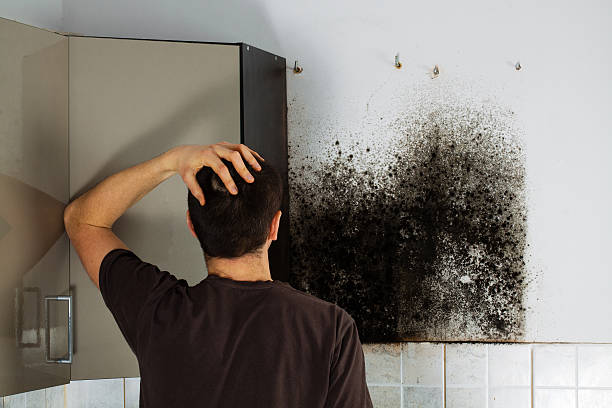 Best Mold Removal Company Near Me  in Kemp, TX