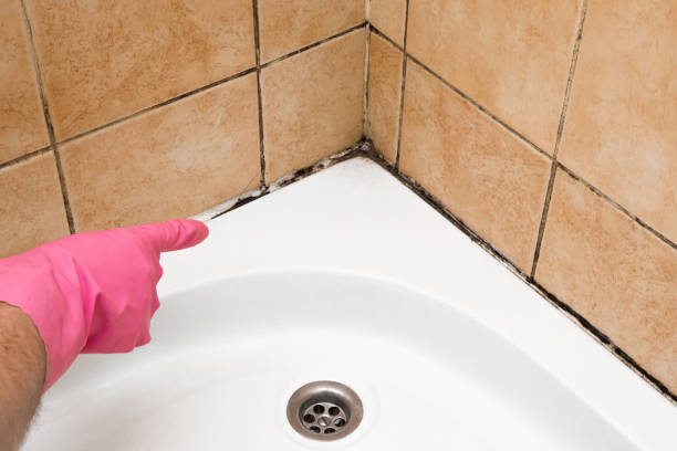 Best Home Mold Removal  in Kemp, TX